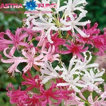 Nerine bowdenii Grp gemengd photo