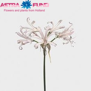 Nerine Bowdenii Grp 'Nikita' photo