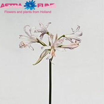 Nerine Bowdenii Grp 'Ostara K' photo