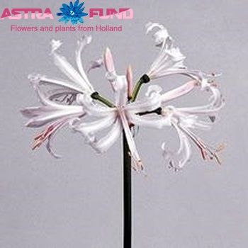 Nerine Bowdenii Grp 'Patricia' Foto