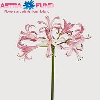 Nerine Bowdenii Grp 'Ras van Roon' fotografija