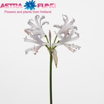 Nerine Bowdenii Grp 'Sofie' fotografija