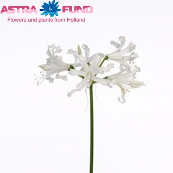 Nerine Bowdenii Grp 'Starlight' fotografija