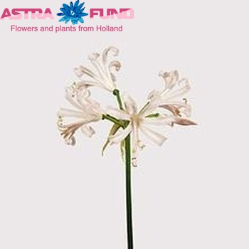 Nerine Bowdenii Grp 'Stefanie' fotografija