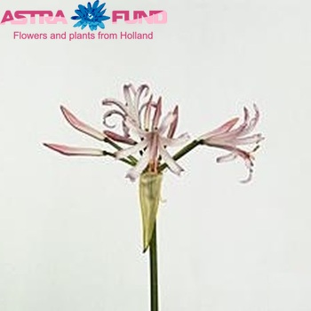 Nerine Bowdenii Grp 'Vesta K' fotografija