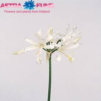 Nerine Bowdenii Grp 'White Brilliant' fotografija