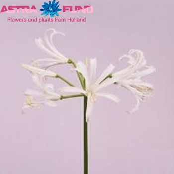 Nerine Bowdenii Grp 'White Charm' fotografija