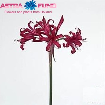Nerine Companion Grp 'Mr John' fotografija