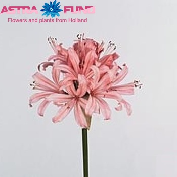 Nerine Sarniensis Grp Grilsy fotografija