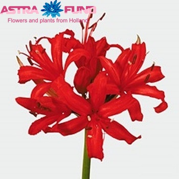 Nerine Sarniensis Grp 'Lydia' fotografija