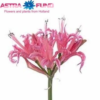 Nerine 'Vera' fotografija