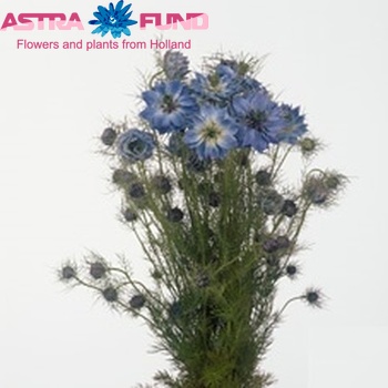Nigella damascena  Blue photo