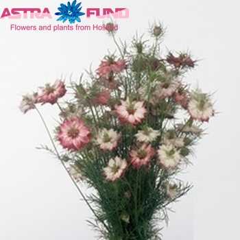 Nigella damascena  Pink photo