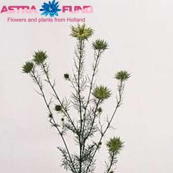 Nigella damascena 'Green Magic' photo