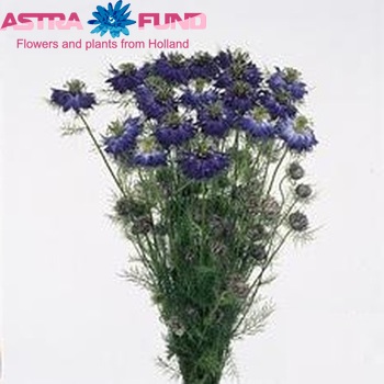 Nigella damascena 'Miss Jekyll Oxfordblue' photo
