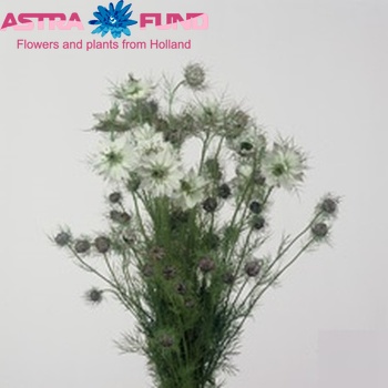 Nigella damascena White photo