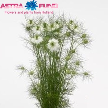 Nigella damascena 'White Lady' photo