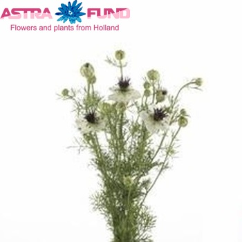 Nigella hispanica fotografija