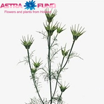 Nigella orientalis 'Transformer' fotografija