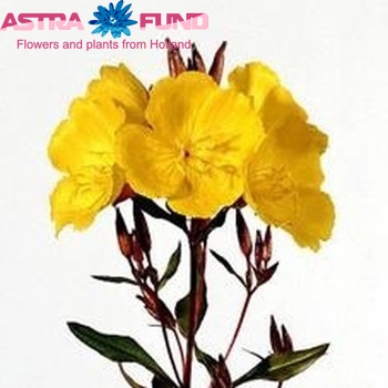 Oenothera 'Golden Sunlight' photo