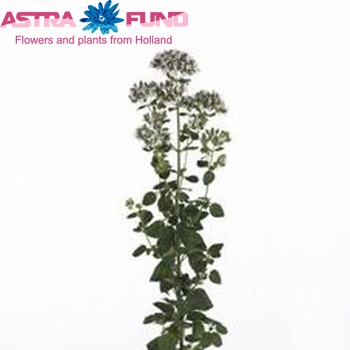 Origanum 'Gijsie' photo