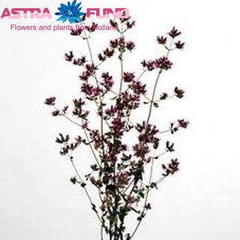 Origanum laevigatum 'Hopleys' photo