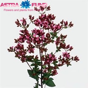 Origanum tyttanthum 'Charm Purple' photo