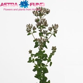 Origanum tyttanthum 'Creme Charm' photo