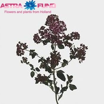 Origanum tyttanthum 'Rose Charm' photo