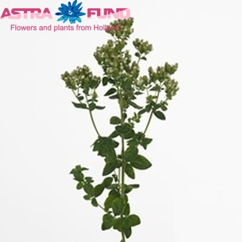 Origanum tyttanthum 'White Charm' photo
