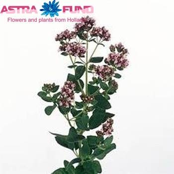 Origanum vulgare 'Max Royal' photo