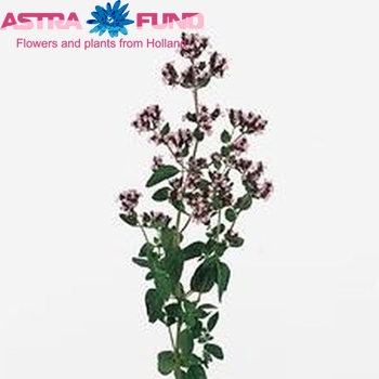 Origanum vulgare 'Purple Beauty' photo