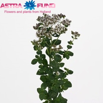 Origanum 'White Piry' photo