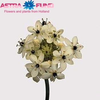 Ornithogalum arabicum photo