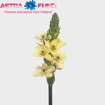 Ornithogalum 'Danova' photo