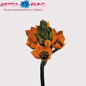 Ornithogalum dubium photo