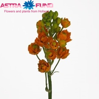 Ornithogalum dubium 'Las Olas' photo