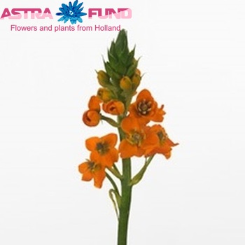 Ornithogalum dubium 'Sunray' photo