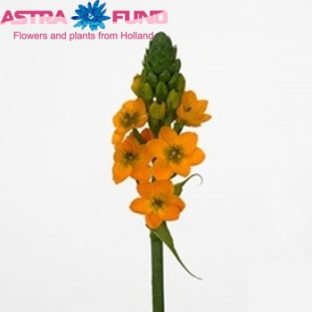 Ornithogalum dubium 'Sunshine' photo