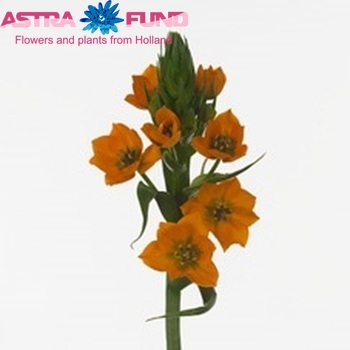 Ornithogalum dubium 'Super Star' photo