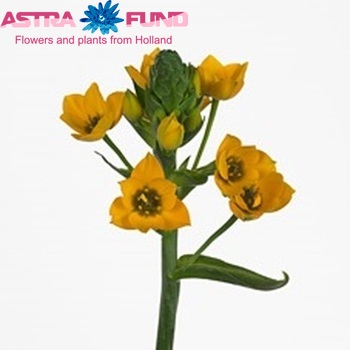 Ornithogalum 'Gold Star' photo