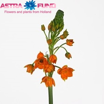 Ornithogalum 'King Star' photo