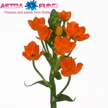 Ornithogalum 'Magic Star' photo