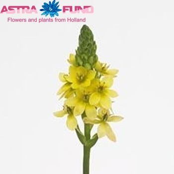 Ornithogalum 'Namib Gold' fotó