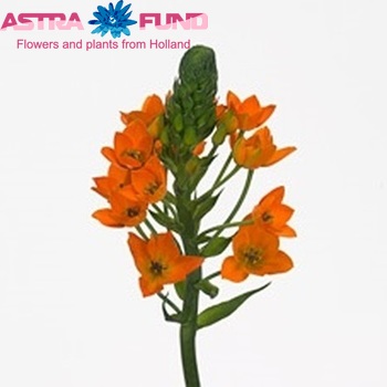 Ornithogalum 'Orange Star 3' fotó