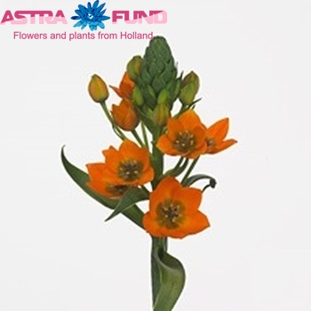 Ornithogalum 'Queen Orange' fotó