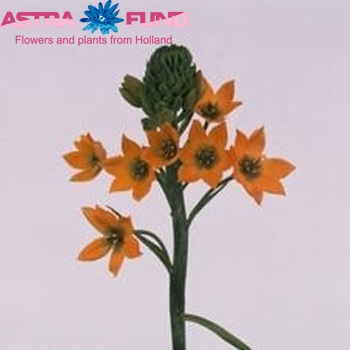 Ornithogalum 'Royal Crown' fotó