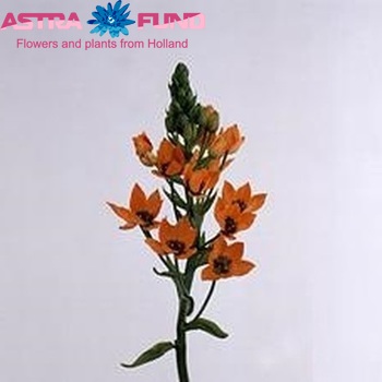 Ornithogalum 'Royal Gem' fotó