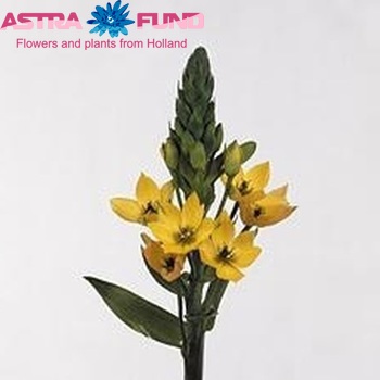 Ornithogalum 'Royal Treasure' fotó
