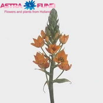 Ornithogalum 'Royal Winner' fotó